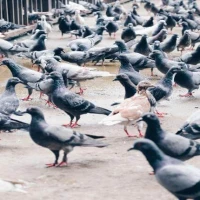 Pigeon Guano Cleaning 0